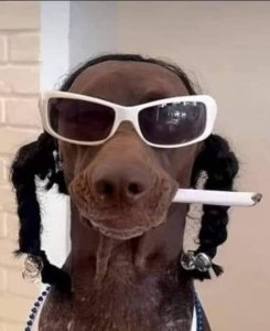 snoopdog.thumb.jpg.a2c99bfb5fb0031be1f2abd94a56dd70.jpg