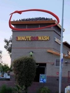 carwashbirds.thumb.jpg.ac53fcf6c71a624e527b759d7d3cdd20.jpg