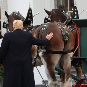 horsesarseandclydesdale.thumb.jpg.26176266594b08812aea376e25eb27a7.jpg