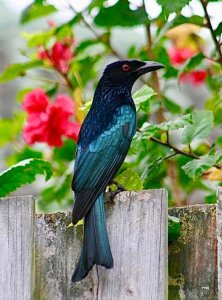 spangleddrongo.thumb.jpg.b8cc8e59cde38db508e49321e18b4662.jpg