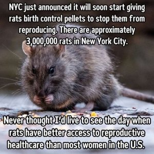 ratbirthcontrol.thumb.jpg.49cff31d35036334586eca5fb6703ec3.jpg