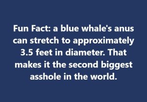 bluewhale.thumb.jpg.5e4fc7d4a976101550b4cbde807c02b7.jpg
