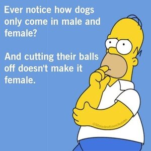 dogsmalefemale.thumb.jpg.64405f5870b5a5814271ef4dc7664a08.jpg