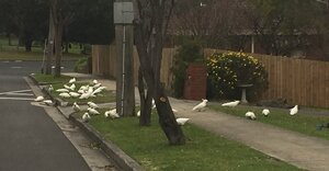 cockatoos.thumb.JPG.475597cf2a5d5084a3bdd061b4df930f.JPG